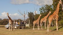 Deluxe Safari Adventure at Werribee Open Range Zoo - excl. entry