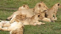 3-Day Budget Masai Mara Safari by Road for Families of 4+