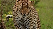 Ol Pejeta Conservancy and Aberdares National Park Tour for 2 days