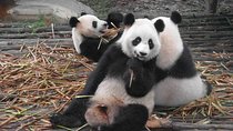 One Day Giant Panda Leisure Private Tour in Chengdu