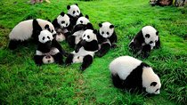 Private Tour: Chengdu Panda Breeding and Research Center Tour