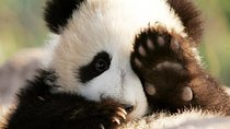Half Day Chengdu Private Panda Tour