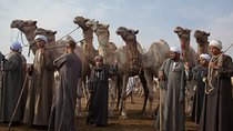 Cairo Unusual Day Tour Visit Camel Market in Birqash