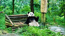 Giant Panda and Leshan Buddha Day Trip from Chengdu