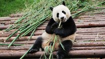 Half-Day Tour at Chengdu Panda Breeding Research Base