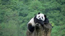 Beijing Private Tour:Mutianyu/Badaling Great Wall and Panda House