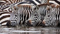 4-Day Serengeti & Ngorongoro Safari