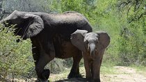 4-Day Kruger National Park