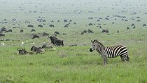 5-Day Highlights of Tanzania Safari