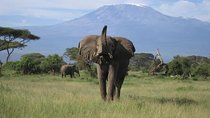 6-Day Masai Mara Interactive, Lake Nakuru & Amboseli Safari