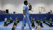 Abu Dhabi Falcon Hospital Tour Educational Tour About the Falcons With Transfers