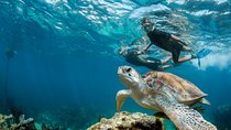 Turtle Encounter Private Tour – Swim with Sea Turtles & Cenote