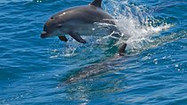 Dolphin Watching in the Wild - Half Day 