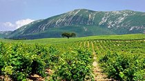 Full Day Private Wine Tour in Arrabida