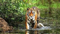Wildlife and Cultural India Tour