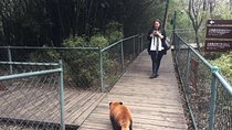 Flexible Chengdu Panda Base Day Tour with Private Guide and Transportation