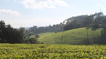 Private Day Trip to Kiambethu Tea Farm in Limuru from Nairobi