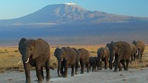 Overnight Safari to Amboseli National Park