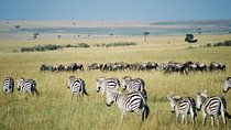4 Days Group Joining Budget Safari To Masai Mara And Lake Nakuru National Park