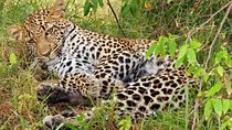 3 days 2 nights budget group safari to Maasai Mara National Reserve