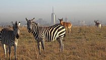 Half-Day Nairobi National Park Tour from Nairobi