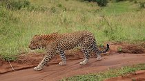 4 days group joining budget safari to Maasai Mara only