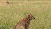 3 Days PRIVATE LUXURY SAFARI to Masai Mara from Nairobi