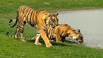 Delhi to Jaipur transfer via Bharatpur and Ranthambore park visit
