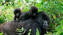 3 Days Bwindi Gorilla Trekking tour
