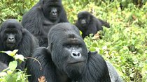5 Day Rwanda gorilla and Lake Kivu Safari