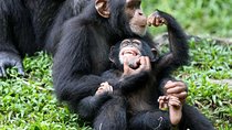 5-Day Queen Elizabeth & Kibale Forest Chimp trek