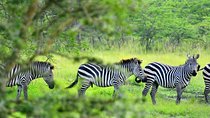 1 Day Lake Mburo Tour from Kampala