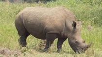 1 Day ziwa Rhino tracking trip