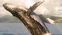 Whale Watching from Ma'alaea Harbor