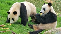 Private Chengdu Impression Day Tour including Panda Base