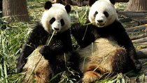 Private Day Tour: Dujiangyan Panda Base Volunteering from Chengdu