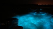 Luminous Lagoon-Night Tour (Falmouth, Ocho Rios or Montego)