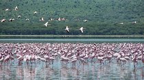 Lake Nakuru National Park Day Tour from Nairobi