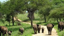 Tarangire National Park Guided Day Tour From Arusha