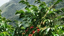 Blue Mountain Coffee and Sightseeing Tour