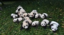 1-Day Dujiangyan Panda Base Volunteer Program Tour from Chengdu