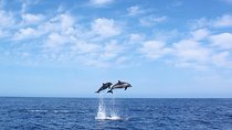 Whale and Dolphin Watching Tour in Madeira