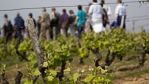 Tour of a Vineyard, Winery & Cellar with Wine Tasting in Vouvray, Loire Valley