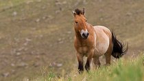 KHUSTAI NATIONAL PARK ONE DAY PRIVATE TOUR (Przewalski's horse)