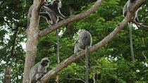 Silver Leaf Monkeys and Firefly Tour with Boat Ride and Seafood Dinner