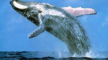 Platinum Whale Sightseeing and Cayo Levantado Island Tour