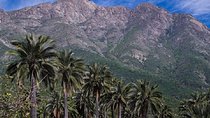 Darwin's Route: Traversing the Chilean Palm Forest