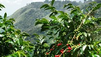 Blue Mountain Coffee Tour From Runaway Bay
