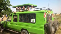 4 Day Safari: Serengeti National Park, Tarangire & NgoroNgoro Crater