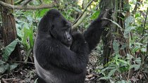 Gorilla Tracking And Maasai Mara Safaris 